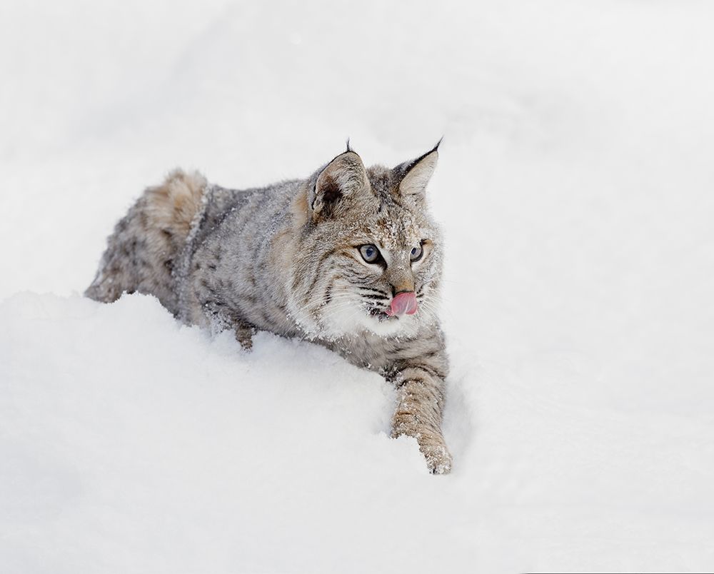 Bobcat in snow-Lynx rufus-controlled situation-Montana